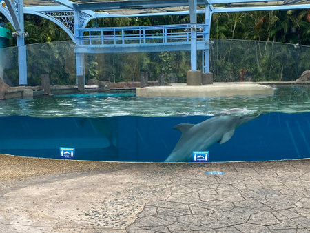Orlando, FL/USA-7/3/20: The dolphin nursery  at Seaworld in Orlando, Florida.のeditorial素材