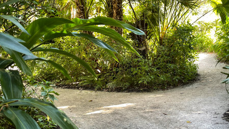 A curved rock walking trail through a tropical botanical garden in Florida.の写真素材