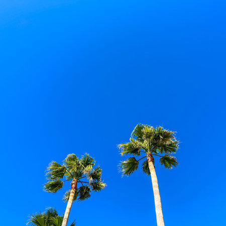 Tropical palm trees blowing in the wind on a bright blue sky day with copy space.