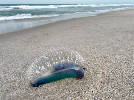 A Portuguese Man o War jellyfish laying on a Atlantic Ocean beach in Florida.