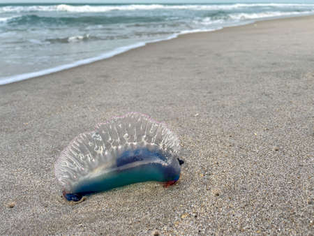 A Portuguese Man o War jellyfish laying on a Atlantic Ocean beach in Florida.の写真素材