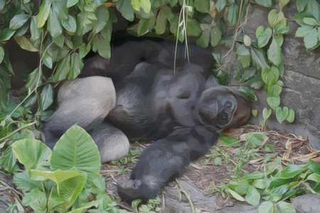 An illustration of a Gorilla taking an afternoon nap at the zoo