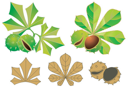 chestnutsのイラスト素材