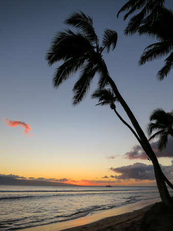 The silhouette of a palm tree on a Hawaiian beach at sunset with a sail boat in the distance の写真素材