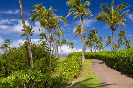 Coastal trail lined with palm trees near Kapalua on Maui の写真素材