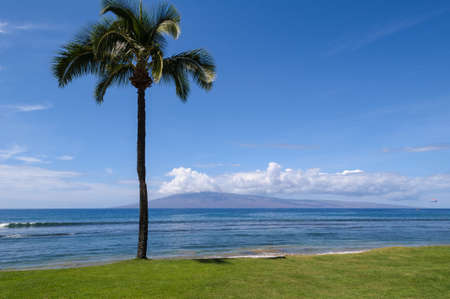 A single palm tree in the foreground while looking across the ocean to a nearby island の写真素材