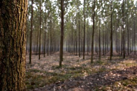 treesの写真素材