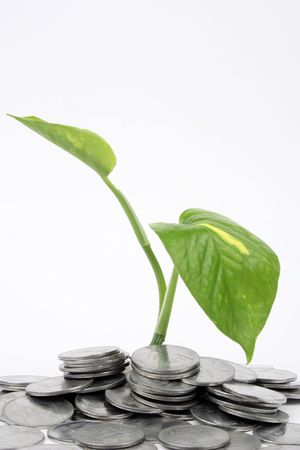 a growing money plant in coinsの写真素材