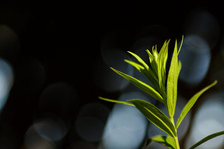Leaf, Rainforest, Backgrounds, Tropical Climate