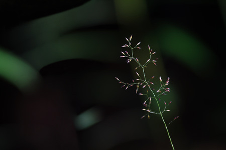 Plant, Lawn, Backgrounds, Defocused, Abstractの写真素材