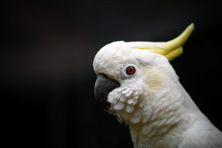 White Cockatoo, Sulphur-crested Cockatoo (Cacatua sulphurea).