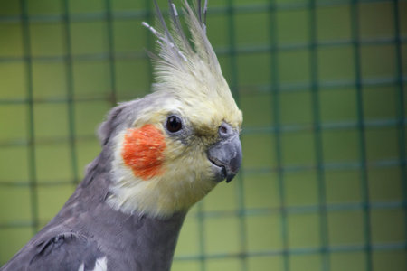 Cockatiel bird. Grey parrot - Nymphicus hollandicus.