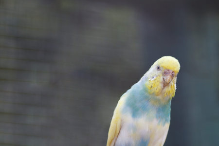 A wavy parrot close-up. Macro photo of a parrot on nature. Exotic bird close-up with a beautiful...