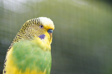 Yellow-green wavy parrot close-up on nature. Poultry on a blurred background.の写真素材