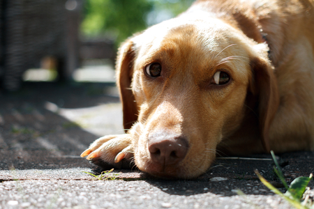 The dog looks sideways with a sad look. Red-haired dog with sad eyes.の写真素材