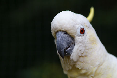 Cockatoo close-up. Portrait of a cockatoo on a dark green background. Macro photo of an exotic pet.の写真素材