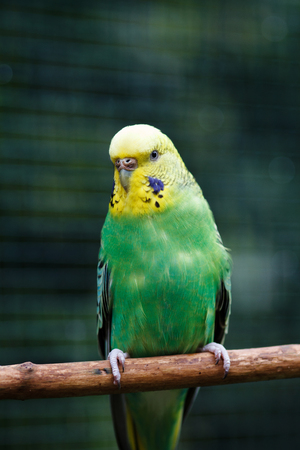 Yellow-green wavy parrot in full growth in nature. Poultry on a blurred natural background.の写真素材