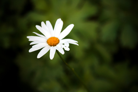 Green grass and chamomiles in the nature. One daisy on a background of nature.の写真素材