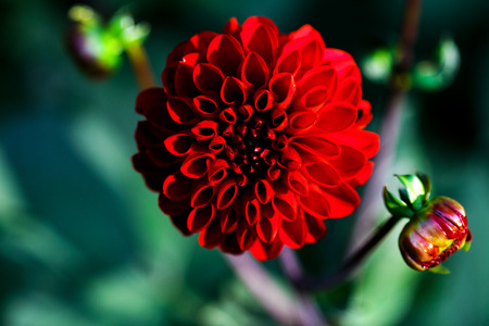 Red Dahlia flower close-up. Floral background for advertising, covers of magazines, screen savers and other purposes.の写真素材
