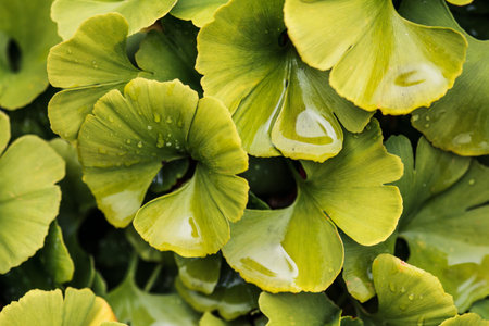 Leaves with water droplets close-up. Abstract background of green leavesの写真素材