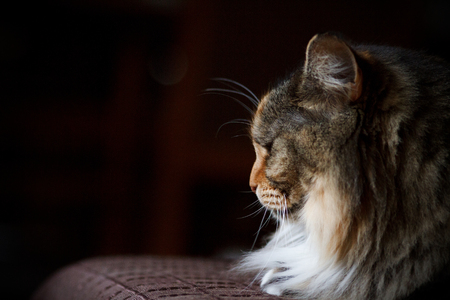 The Maine Coon cat rests on the couch. The Maine Coon cat on the couch.の写真素材