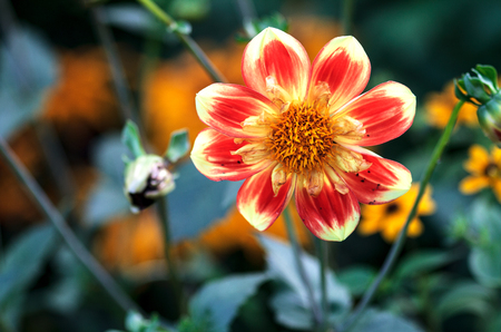 Beautiful floral background. Bright red flower in the garden.の写真素材