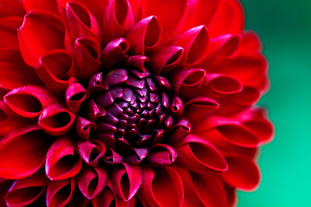 Red dahlias close-up. A beautiful floral background.の写真素材