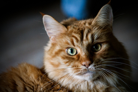 A cute cat is sitting on the floor. Portrait of a redhead cat of a maine coon breed.の写真素材