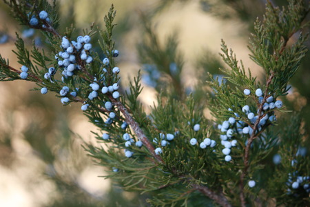 Evergreen Tree & Berriesの写真素材
