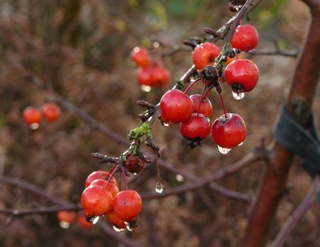 Raindrops on the Cherries. Kashmir ,Indiaの写真素材