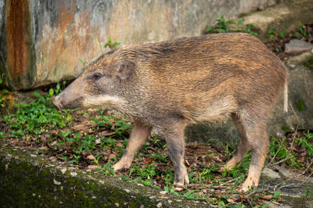 Wild boar in Hong Kong countryside parkの写真素材