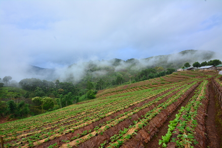 Plantation of strawberry garden upon Thai hill- tribe village ,Chiangmaiの写真素材
