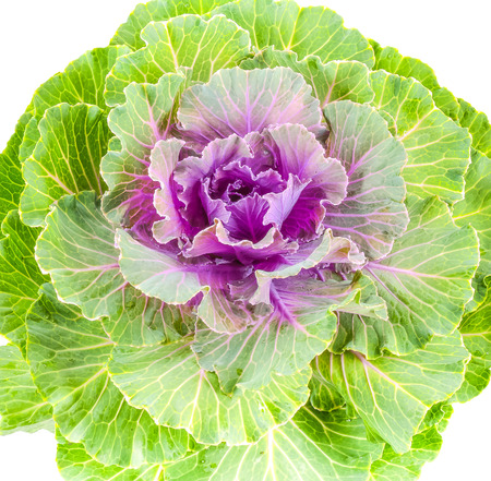 Color cabbage / ornamental Brassica for gardeningの写真素材