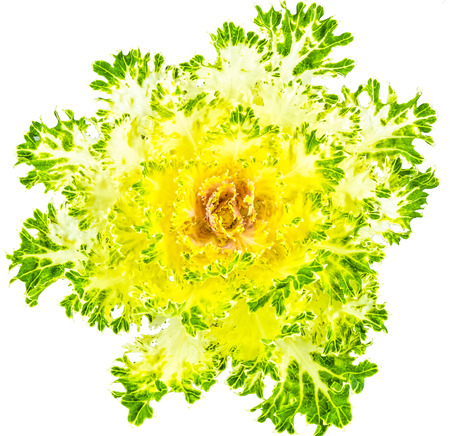 Color cabbage / ornamental Brassica for gardeningの写真素材