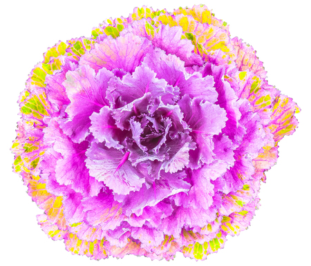 Color cabbage / ornamental Brassica for gardeningの写真素材
