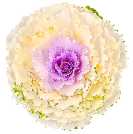 Color cabbage / ornamental Brassica for gardeningの写真素材