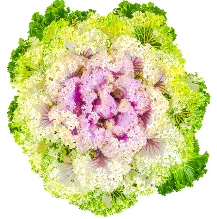 Color cabbage / ornamental Brassica for gardeningの写真素材