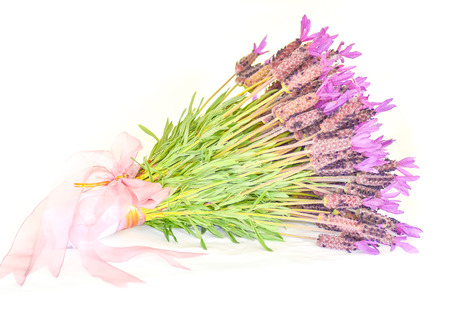 French /Spanish Lavender bouquet (Lavandula stoechas)の写真素材