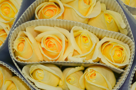 Roses in sale package.の写真素材