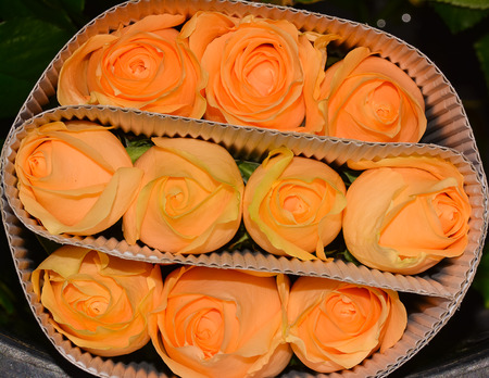Roses in packageの写真素材