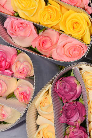 Roses in packageの写真素材