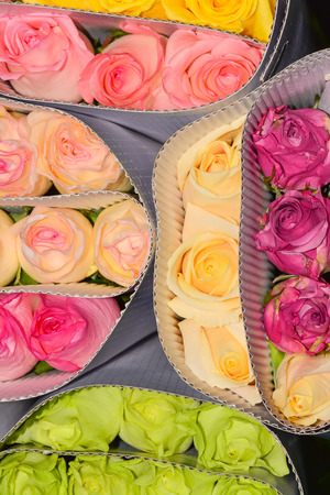 Roses in packageの写真素材
