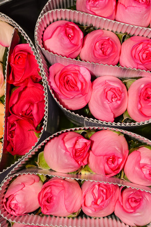 Roses in packageの写真素材