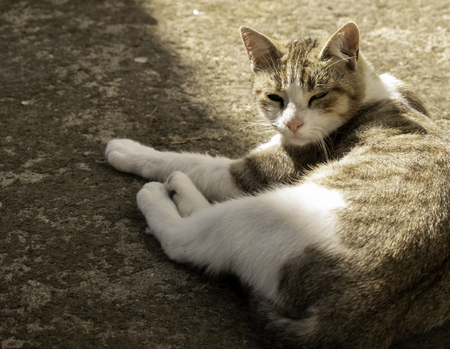 Cat restingの写真素材