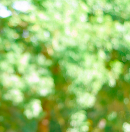 texture blur of leavesの写真素材