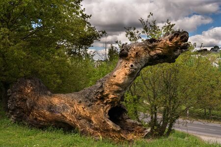 Shaped trees, in this case dogの写真素材
