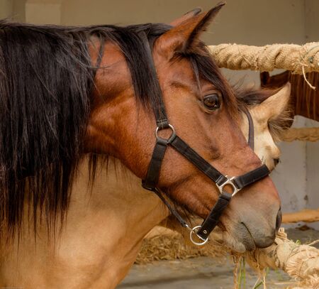 Horses in the stable at the Arde Lucus festival in Lugo, Galicia, Spainの写真素材