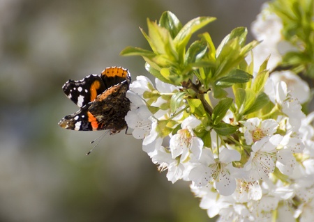 Mariposa posada butterflyの写真素材