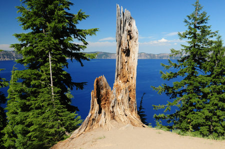 Knobby Trunk at Crater Lake Oregon