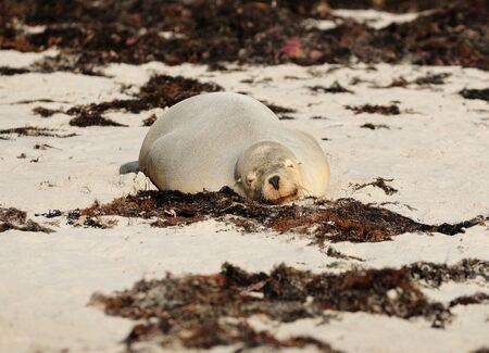 Sleeping Seal At Seal Bay Kangaroo Island SA Australiaの写真素材